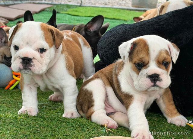 Dons bébé chiot bulldog anglais disponible 