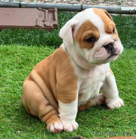 Chiots bulldog anglais mâle adoption 