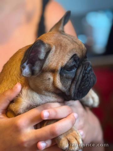 Dons chiot type bouledogue français 