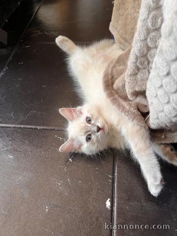 Bébé chaton ragdoll disponible 