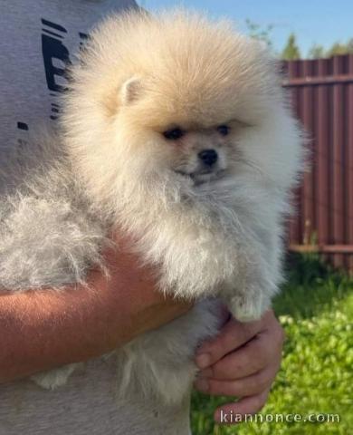 Chiot spitz nain disponible à adopter 