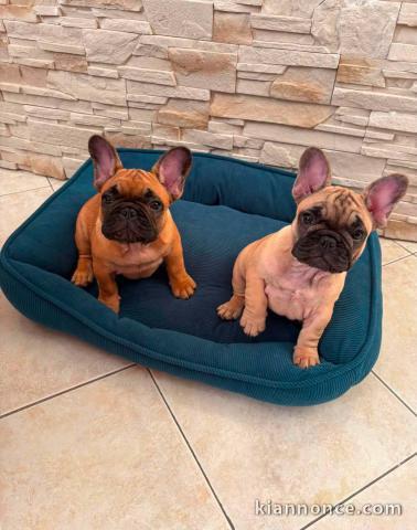 Dons chiots bouledogue français 