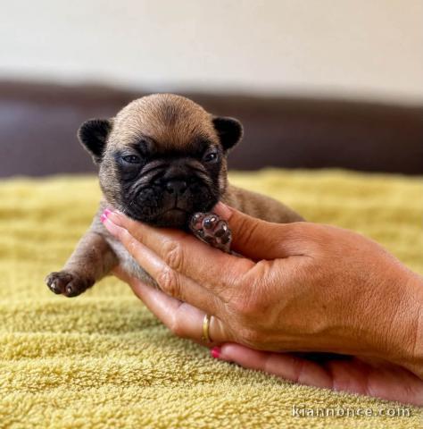 Dons chiots bouledogue français mâle 