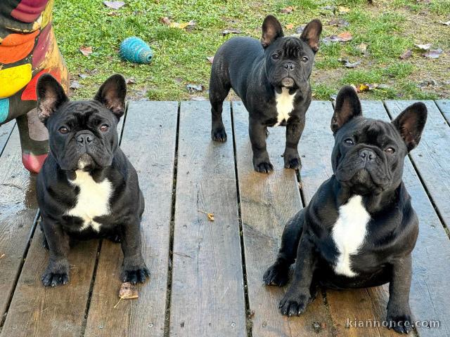 Adorable chiots bouledogue français 