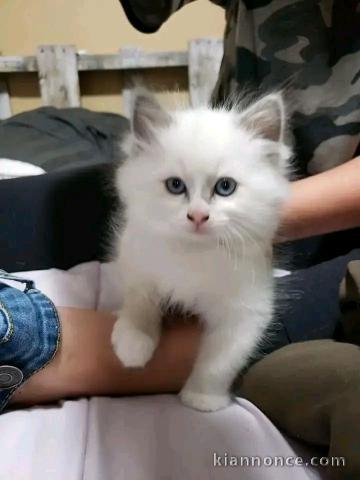 A donner chatons sacrée de Birmanie 