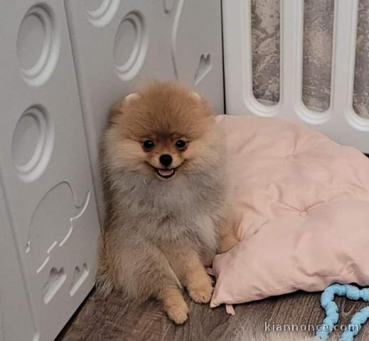 Adoption chiots spitz allemand 