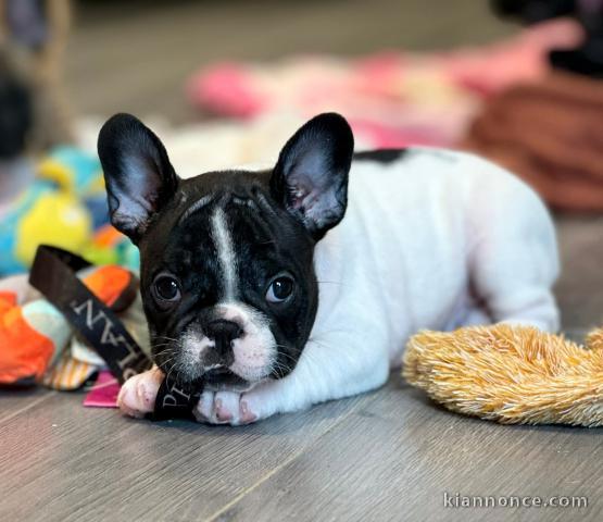 Chiots bouledogue français mâle disponible 