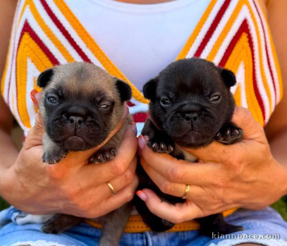 Annonces chiots bouledogue français 
