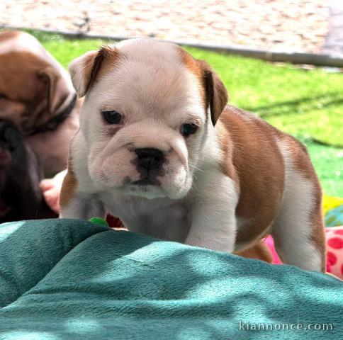 Chiots bulldog anglais disponible 