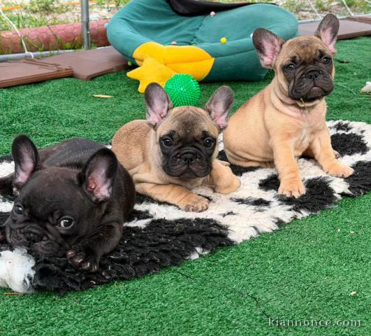 Chiots bouledogue français a place 