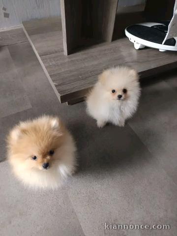 Chiots spitz nain à placer urgent 