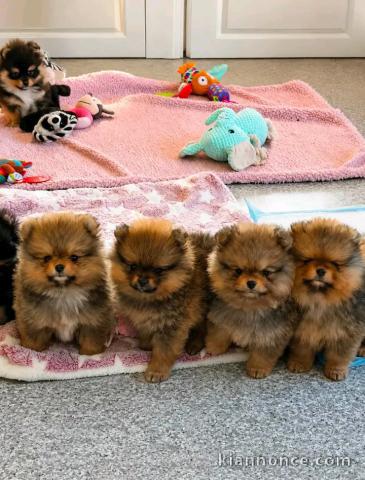 Adoption chiots spitz nain 