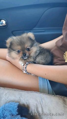 Je donne chiots spitz allemand 