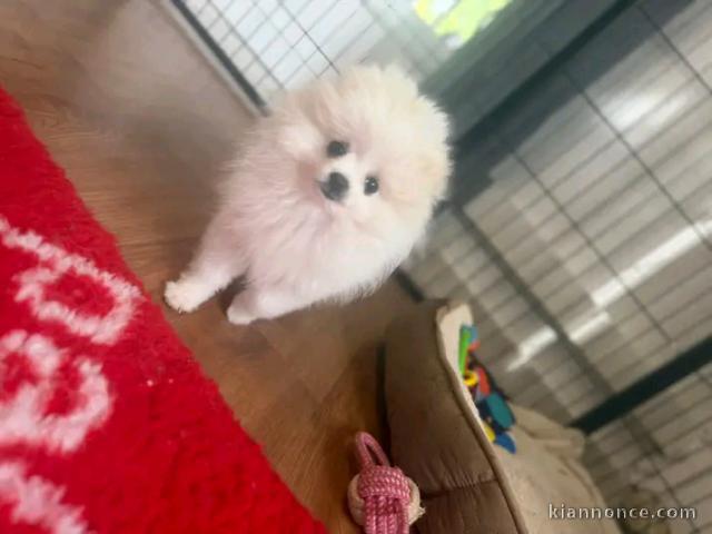 Chiots spitz adorable femelle intéressé contacter moi 