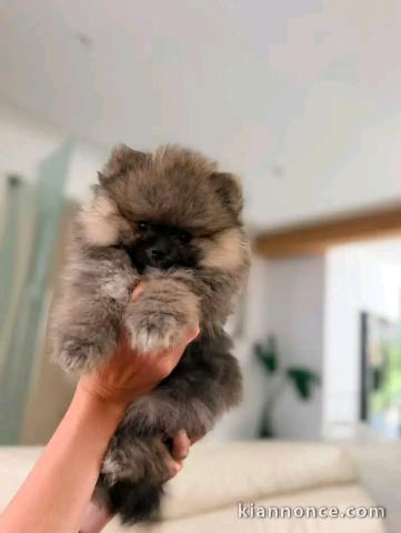 Chiots spitz allemand disponible 