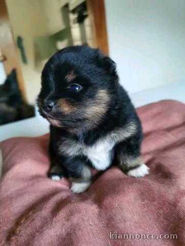 Chiots spitz disponible à adopter 