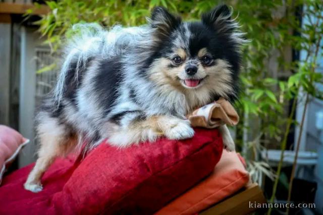 Dons chiots spitz nain disponible 