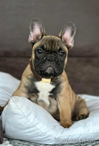 Adorable chiots bouledogue français mâle 
