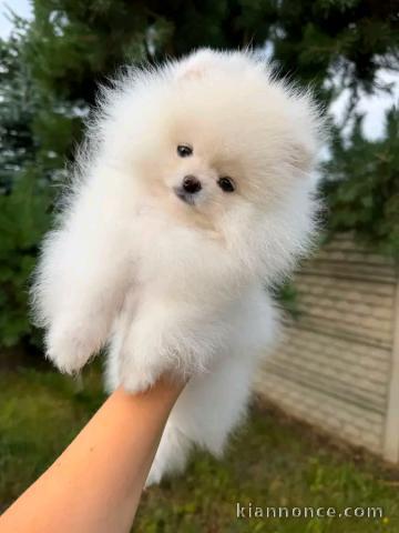 Chiots spitz nan disponible 