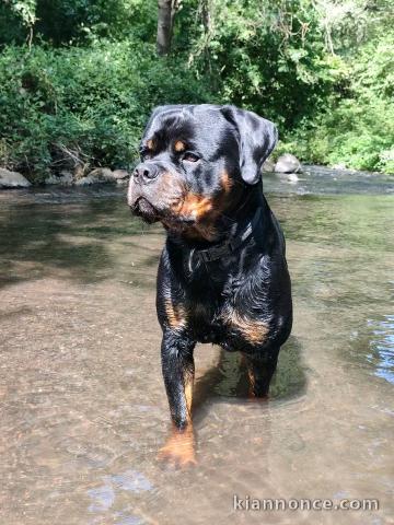 Chiots rottweiler mâle a donner 