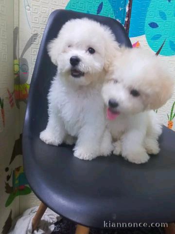 Chiots Bichon Frise disponible 