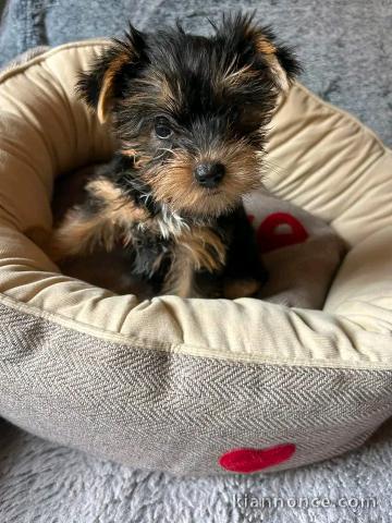 Dons chiots York Terrier 