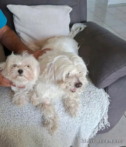 Chiots Bichon disponible pour adoption 