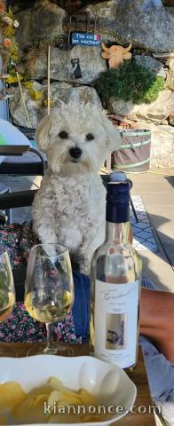 Chiots Bichon Frise disponible 