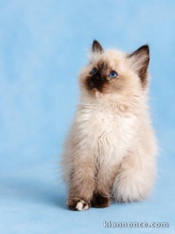 Magnifique chaton ragdoll disponible 