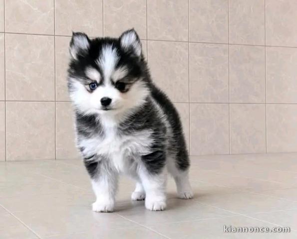 Magnifique chiots pomsky disponible 