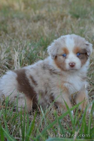 Je donne chiots berger australien 