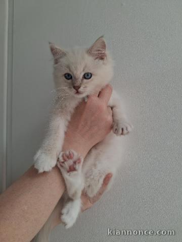 Bébé chaton ragdoll disponible pour adoption 