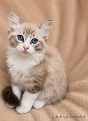 Magnifique chaton ragdoll disponible 