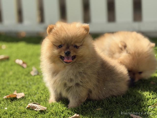 Je donne chiots spitz allemand 