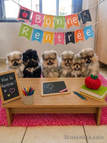 Adoption chiots spitz nan adorable 