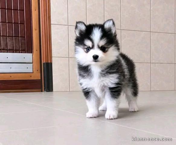 Adoption chiot pomsky disponible femelle 