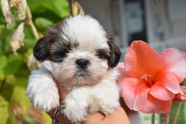 Dons chiots Shih Tzu pour bonne maman 