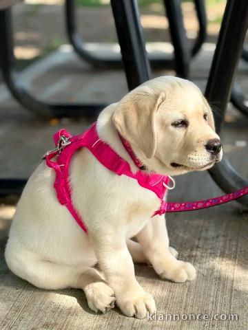 Magnifique chiots golden retriever à vendre 