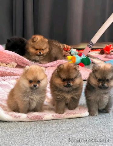 Annonces chiots spitz nain 