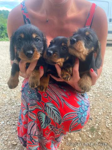 Je donne chiots teckels disponible 