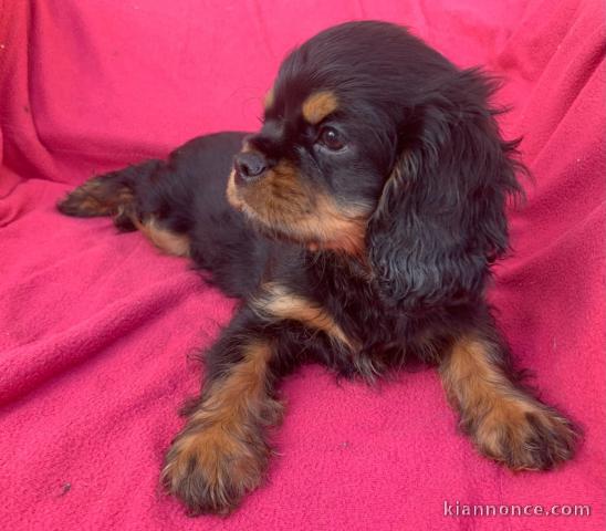 Chiots cavalier King Charles 