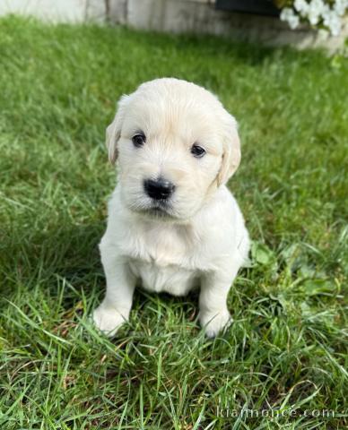 Magnifique chiots golden retriever disponible 