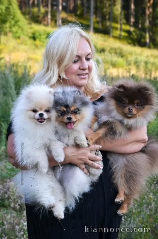 Adorable chiots spitz nan pour saillie 