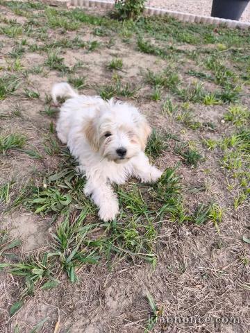 Adorable chiots Bichon maltais a donner 
