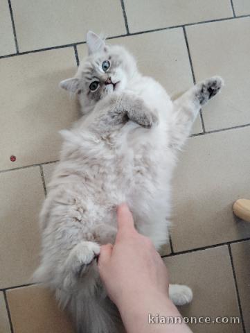 Magnifique chaton ragdoll disponible 