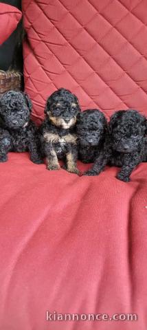 Je donne chiots teckels 
