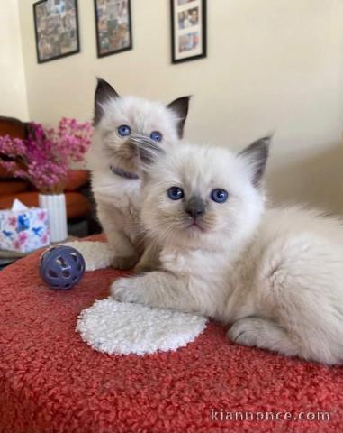 Adorable chatons sacré de Birmanie disponible 