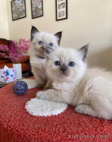Chaton disponible en adoption 