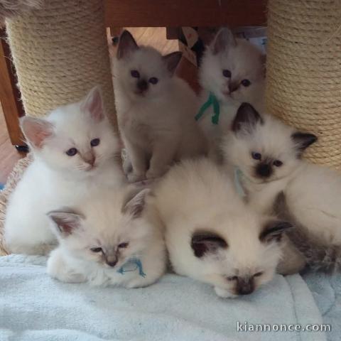 Chaton disponible en adoption 