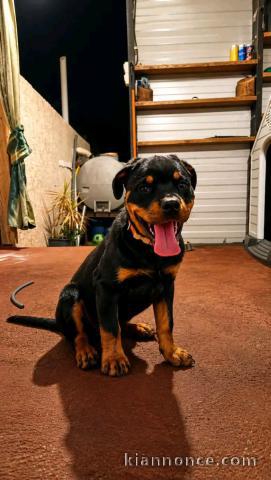 Magnifique chiots rottweiler disponible 